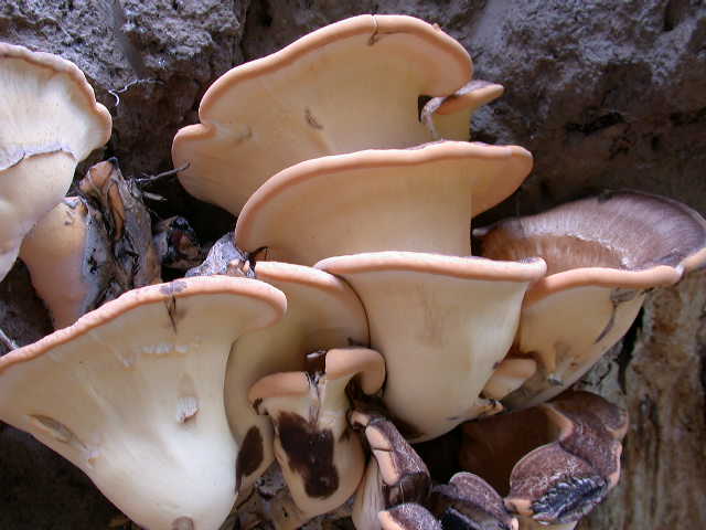 I grandi Funghi: La crescita di Meripilus giganteus